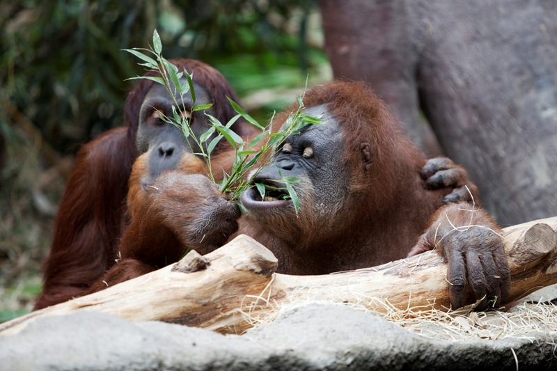 Upita v popředí, foto (c) Tomáš Adamec, Zoo Praha